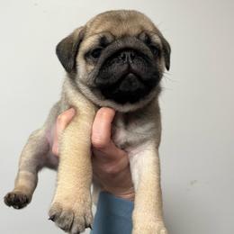 Bacchus - Fawn male Pug puppy in Glendale, Oregon from Azalea Pugs