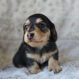 Cedar - Black and cream male Dachshund puppy in Pasco, Washington from Loyal Lil Dachshunds