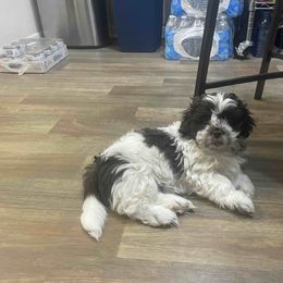 Shih Tzu Puppies from TACG