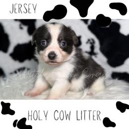 Jersey - Black and white female American Corgi puppy in Greenwood, Indiana from Witch Creek Corgis