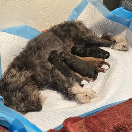Schnoodle Puppies from Noodle Tings Puppies