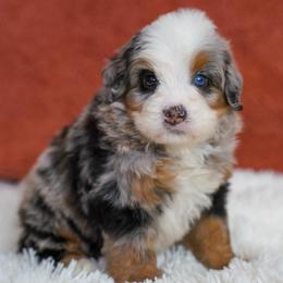 Han - Tri-color male Bernedoodle puppy in Dundee, Ohio from Down Home Doodle