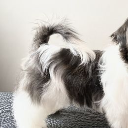 Shih Tzus from Stargazer Shih Tzu
