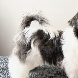 Shih Tzus from Stargazer Shih Tzu
