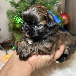 Cooper - Chocolate male Shih Tzu puppy in Phoenix, Arizona from Spoiled Shih Tzu