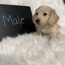 Boy 2 - Cream male Dachshund puppy in Stilwell, Oklahoma from TJ's Dachshunds