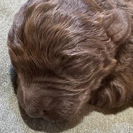 Sven - Red male Aussiedoodle puppy in Churchville, New York from Bluebird Family Farm