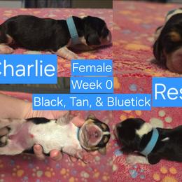 Charlie Blue Female - Black tan and bluetick female Beagle puppy in Bemidji, Minnesota from Nse Farms Beagles