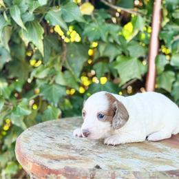 Sam (longhair) - Piebald male Dachshund puppy in Salters, South Carolina from Long-Pine Dachshund