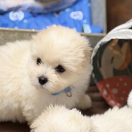 Bella - White female Coton de Tulear puppy in Warrenton, Virginia from Four Lochs LLC