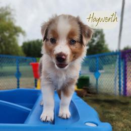 Hayworth - The Showstopper - Red merle female Australian Shepherd puppy in Pittsville, Wisconsin from Match Dot Pup