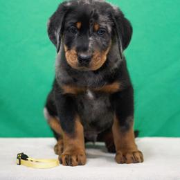 Yellow - Harlequin male Beauceron puppy in Batavia, New York from Oakland Beaucerons