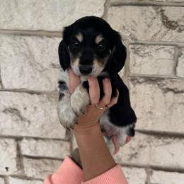 Hank - Piebald male Dachshund puppy in Troup, Texas from East Texas Dachshunds