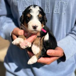 Tiana - Tri-color female Bernedoodle puppy in Sugarcreek, Ohio from Cuddly Companion Doodles