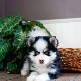 Pomsky Puppies from Arctic Star Pomskies