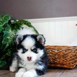 Pomsky Puppies from Arctic Star Pomskies