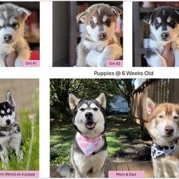 Siberian Husky Puppies from Rocket City Huskies