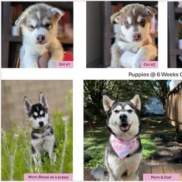 Siberian Husky Puppies from Rocket City Huskies