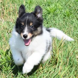 Daisy - White black and tan female Shetland Sheepdog puppy in Wolcott, Indiana from Southside Shelties