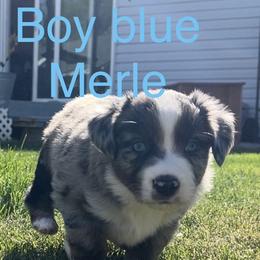Miniature Australian Shepherd puppies from Jessie's Miniature Australian Shepherds
