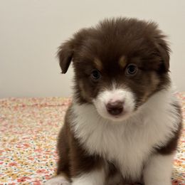 Autumn - Red & white female Australian Shepherd puppy in Belton, Texas from Southern Copper Sun Aussies