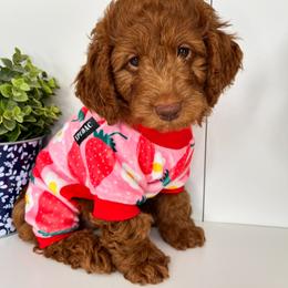 Goldendoodle and Poodle Puppies from Katy's Toy Poodles & Doodles