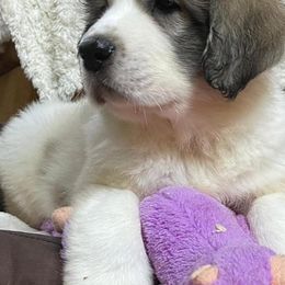 Pyrenean Mastiffs from Pyrenean Mastiffs of Zephyr Farms