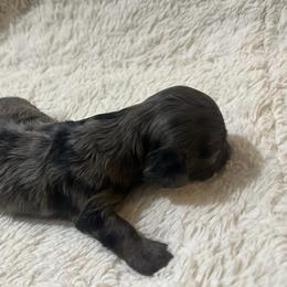 Boy 1 - Dapple male Dachshund puppy in Oelwein, Iowa from Shaffer Dachshunds