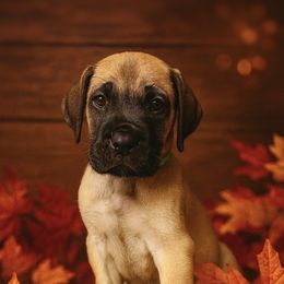 Green Collar - Fawn male Great Dane puppy in Ocala, Florida from Oak Haven Great Danes