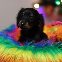 Dachshund puppies from Avignon