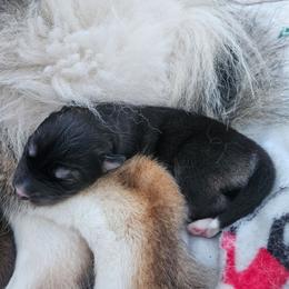 Bravo - Agouti and white male Siberian Husky puppy in Louisville, Kentucky from Wild Hunt Huskies