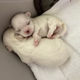 Maltese Puppies from Bijou Babydoll Maltese