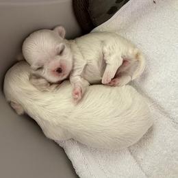 Maltese Puppies from Bijou Babydoll Maltese