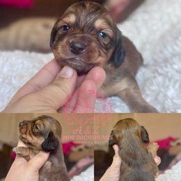 Mike - Red male Dachshund puppy in Hornbeck, Louisiana from A&Z Mini Dachshunds