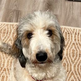 Goldendoodles and Springerdoodles from LaDonna's Doodles