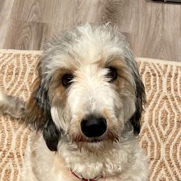 Goldendoodles and Springerdoodles from LaDonna's Doodles