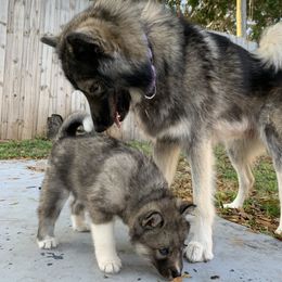 Siberian Husky Puppies from SoFlo Siberians