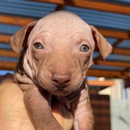 Mocha - Chocolate male American Hairless Terrier puppy in Sacramento, California from Gold Rush Kennels