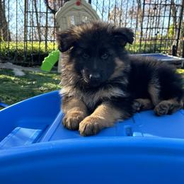 German Shepherd Puppies from Golden Ridge