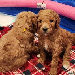 Poodle puppies from Burge Family Poodles