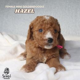 Hazel - Red  female Goldendoodle puppy in Palmetto Bay, Florida from SOMIDOODLES