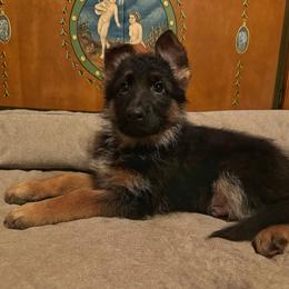 German Shepherd Puppies from Golden Ridge