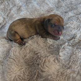 Poppy - Dapple female Dachshund puppy in Opelika, Alabama from Dachshund Darlins
