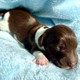 Huckleberry AKC - Piebald male Dachshund puppy in Hendersonville, North Carolina from Snarky Doxy Miniature Dachshunds