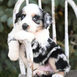 Aussiedoodles and Miniature Australian Shepherds from Rural Iowa Aussies & Doodles