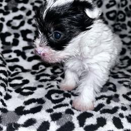 Girl 3 - Parti female Yorkshire Terrier puppy in Richland County, South Carolina from Nesha's Pawrific Tails