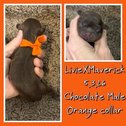 Orange collar - Chocolate male Shih Tzu puppy in Ethel, Mississippi from The Dog House LLC