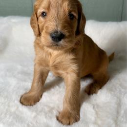 Marvin - Apricot male Goldendoodle puppy in Osage City, Kansas from Golden Ridge Goldens