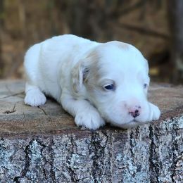 Honey - Buff and white female Cockapoo puppy in Louisburg, North Carolina from Raven Oak's Mini Cockapoos