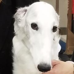 Borzois from Marie Yoesel's Borzoi